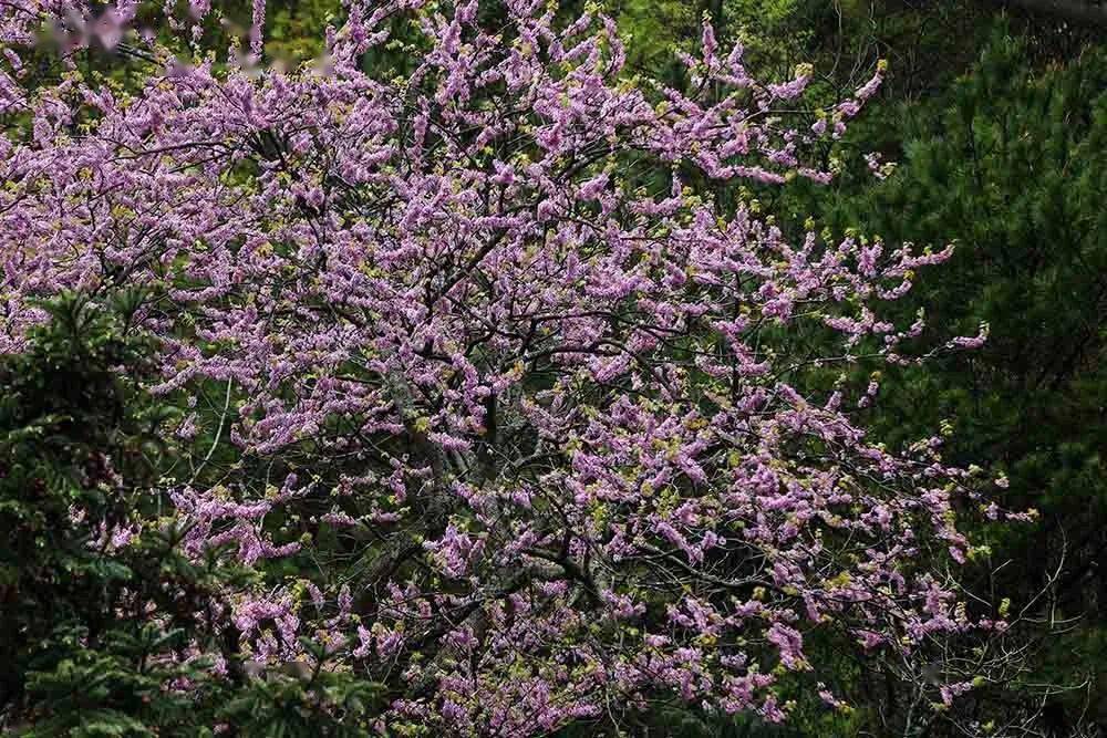 时下正是这棵古野生紫荆树开花时节,满树的紫红色的花朵,像一把巨伞撑