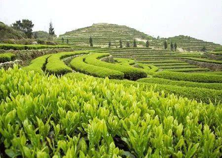岳阳的茶叶以 君山银针最为出名