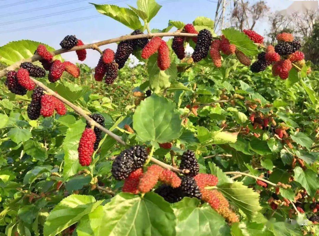 食用,或者来一杯鲜榨桑果汁,清甜可口~果园名称:新会区康莉桑果园地址