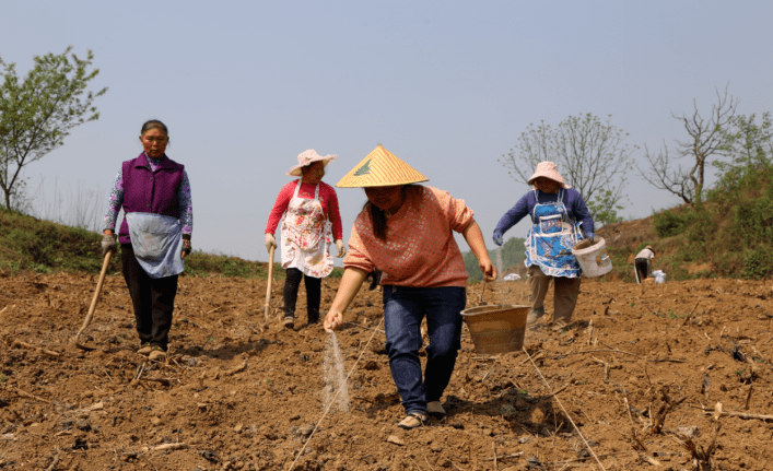 罗启兴在烟地里绘就致富梦