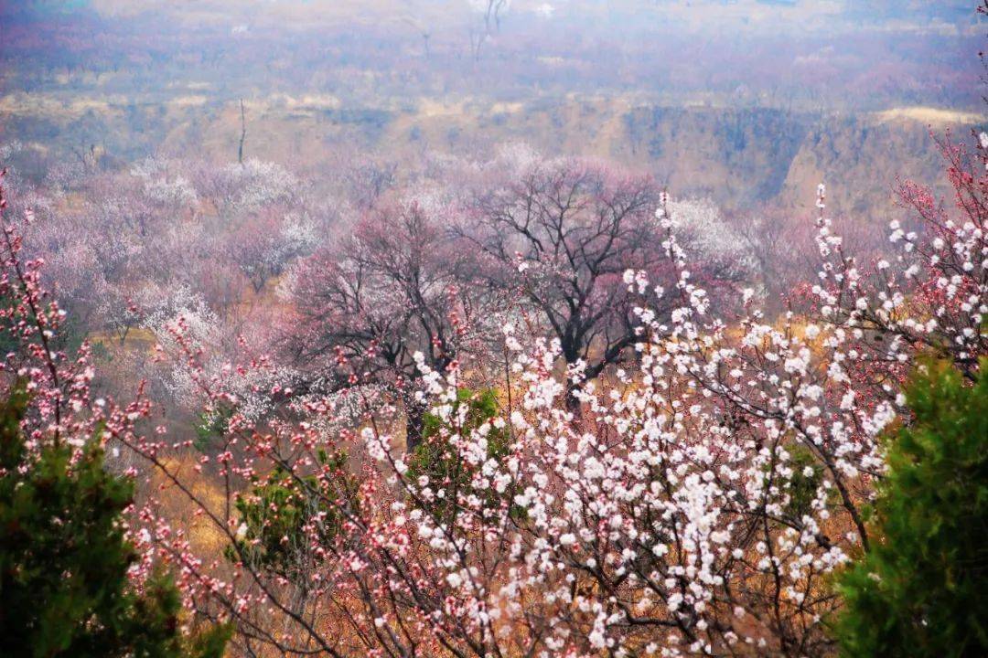 微雨 杏花 玉皇山_山顶