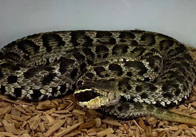 揪心15岁男孩瞒着家人养毒蛇凌晨3点被紧急送医