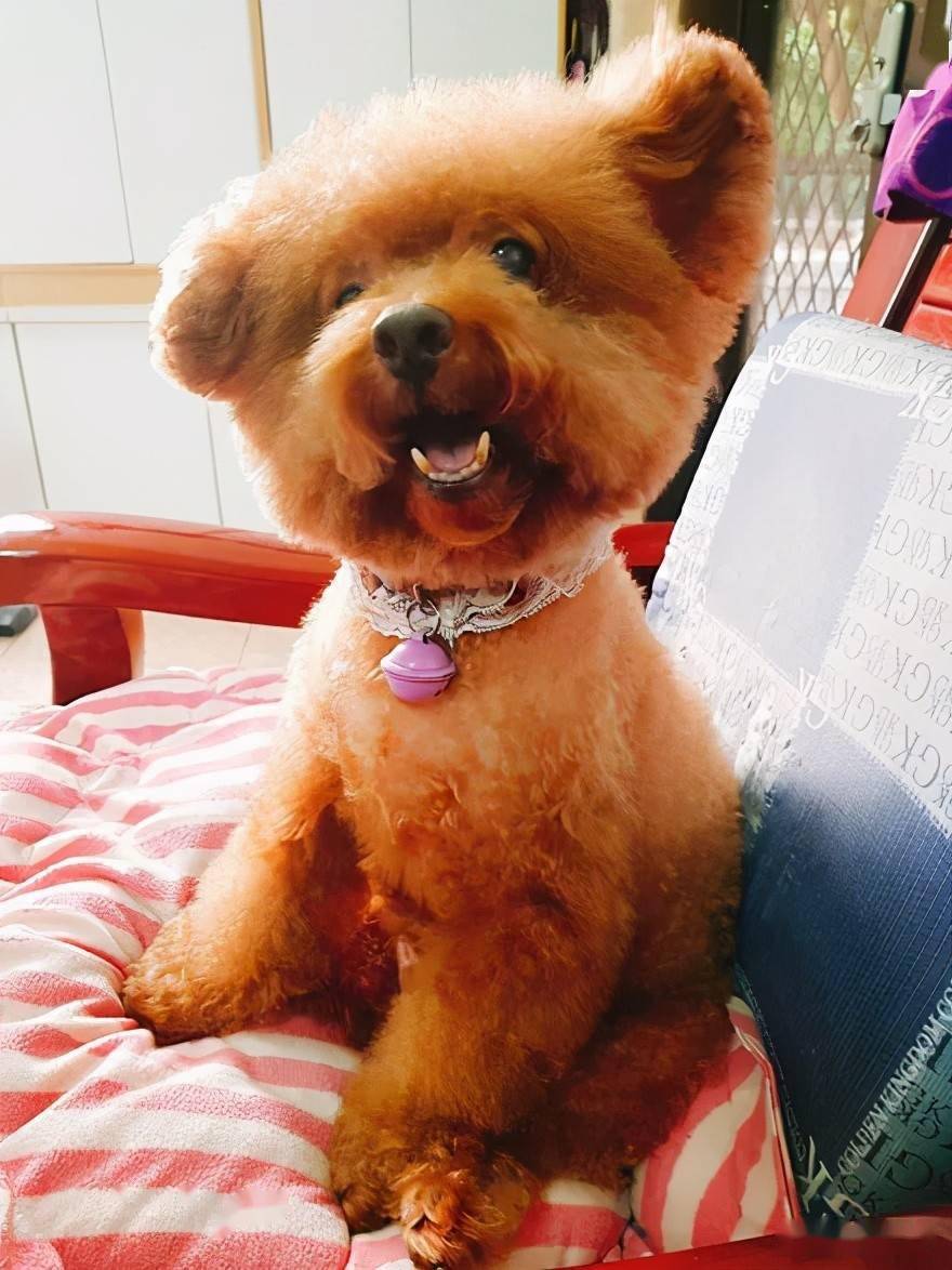 泰迪养九年都是垂耳结果突然变成了立耳医生都觉得神奇