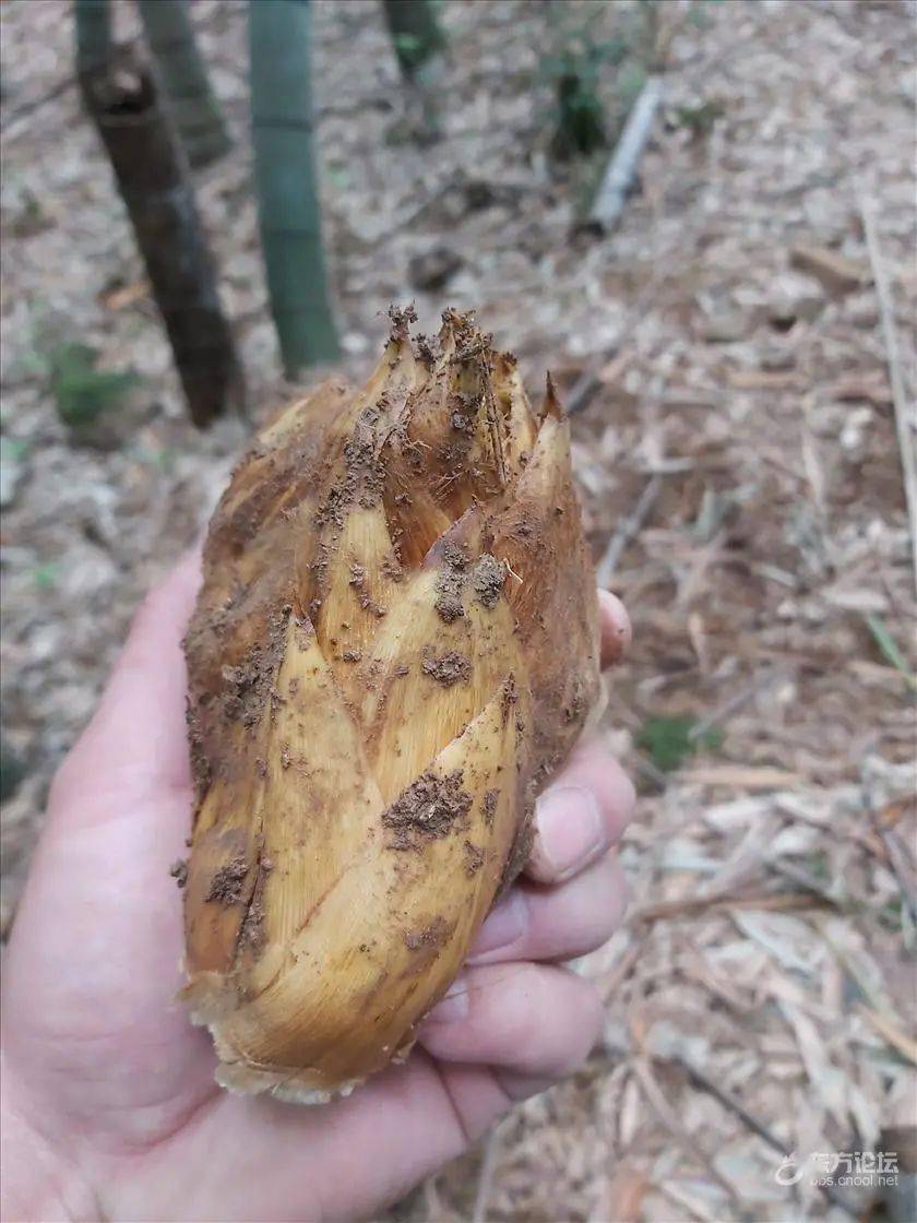 尝鲜挖笋好时节,宁波男子网晒一颗有故事的笋~_竹笋