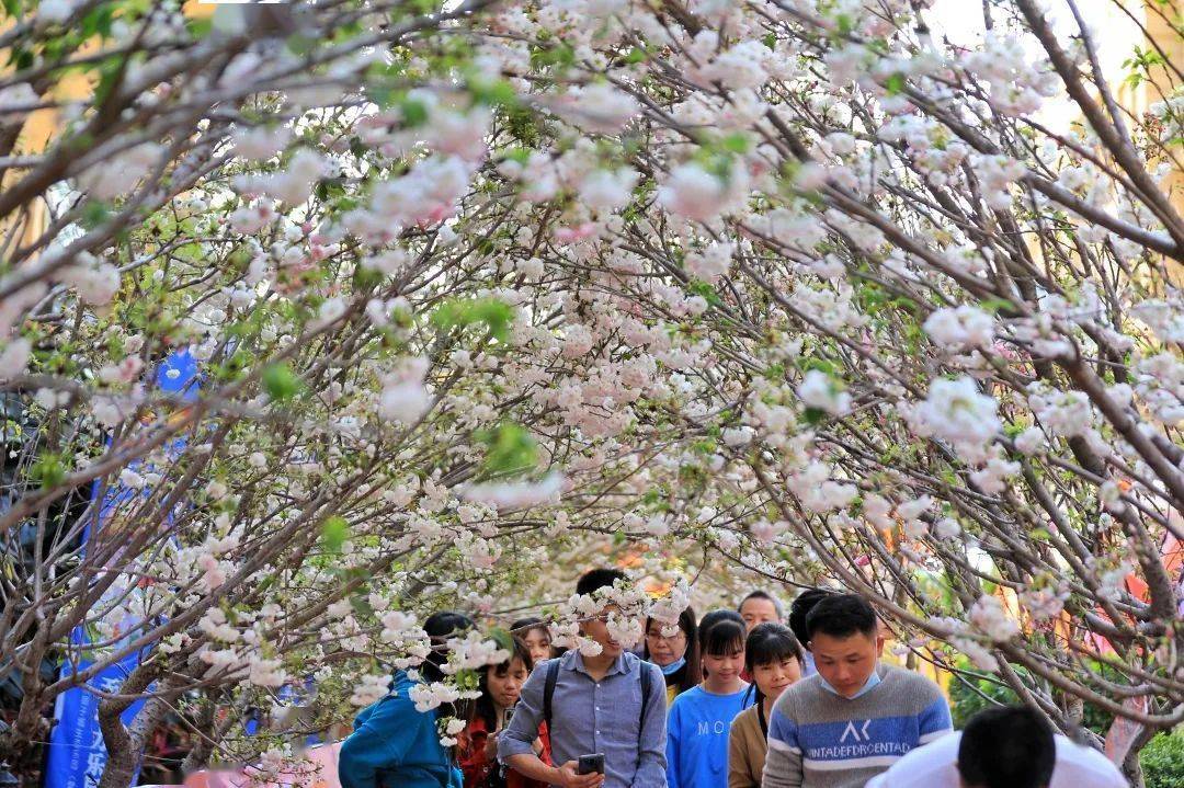 三月三来北流梧村,共度一场牡丹花樱花文化旅游节_花海中