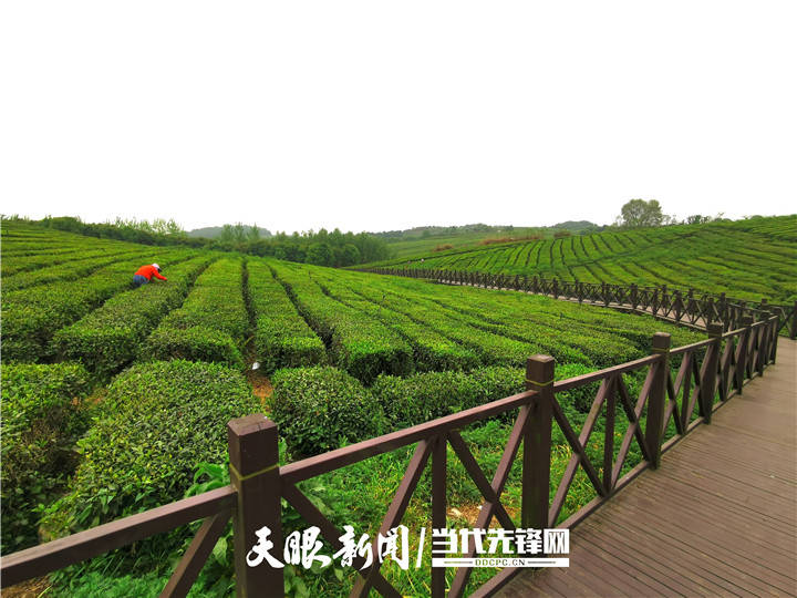 清镇芦荻哨村:生态和产业美美与共