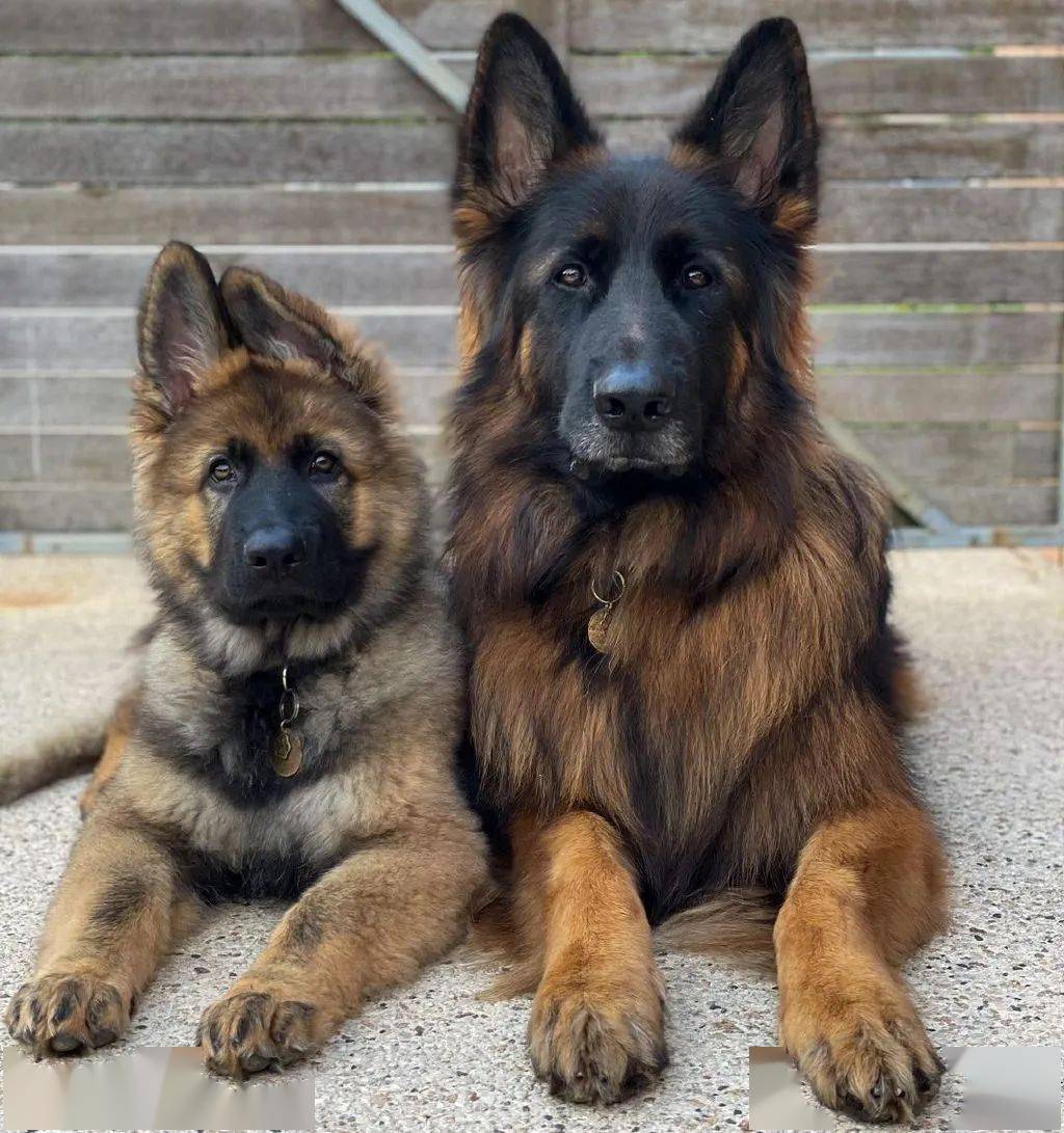 当高冷大德牧有了个蠢萌傻弟弟反差萌画风太可爱了