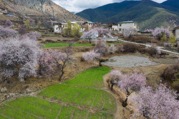 4月4日在得荣县徐龙乡徐堆村拍摄的景色.