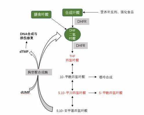 四氢叶酸参与体内嘌呤和嘧啶合成