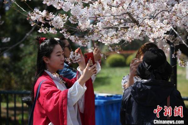 山东青岛:清明假期樱花盛放 引数十万游客赏樱游园