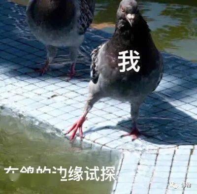 我信你个鬼!_鸽子