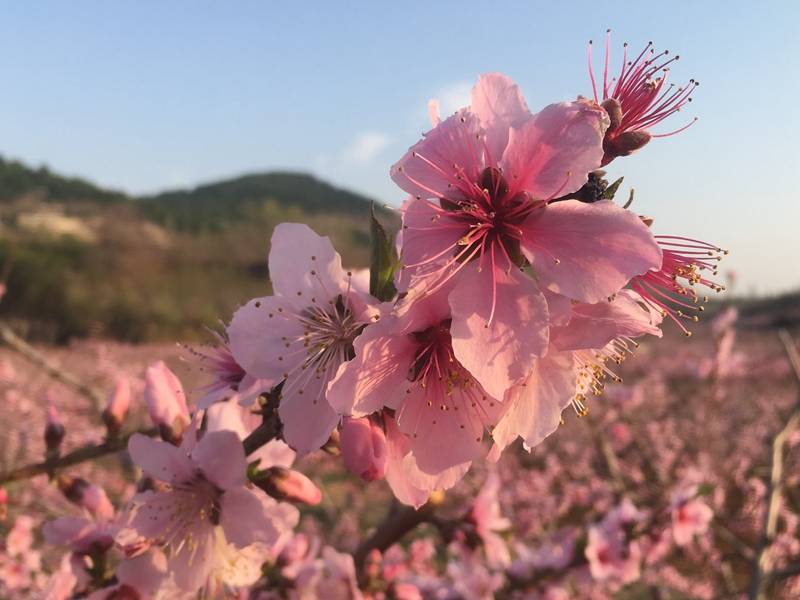 山东肥城十万亩桃花如期盛开桃产业不断扩展已成蓬勃之势