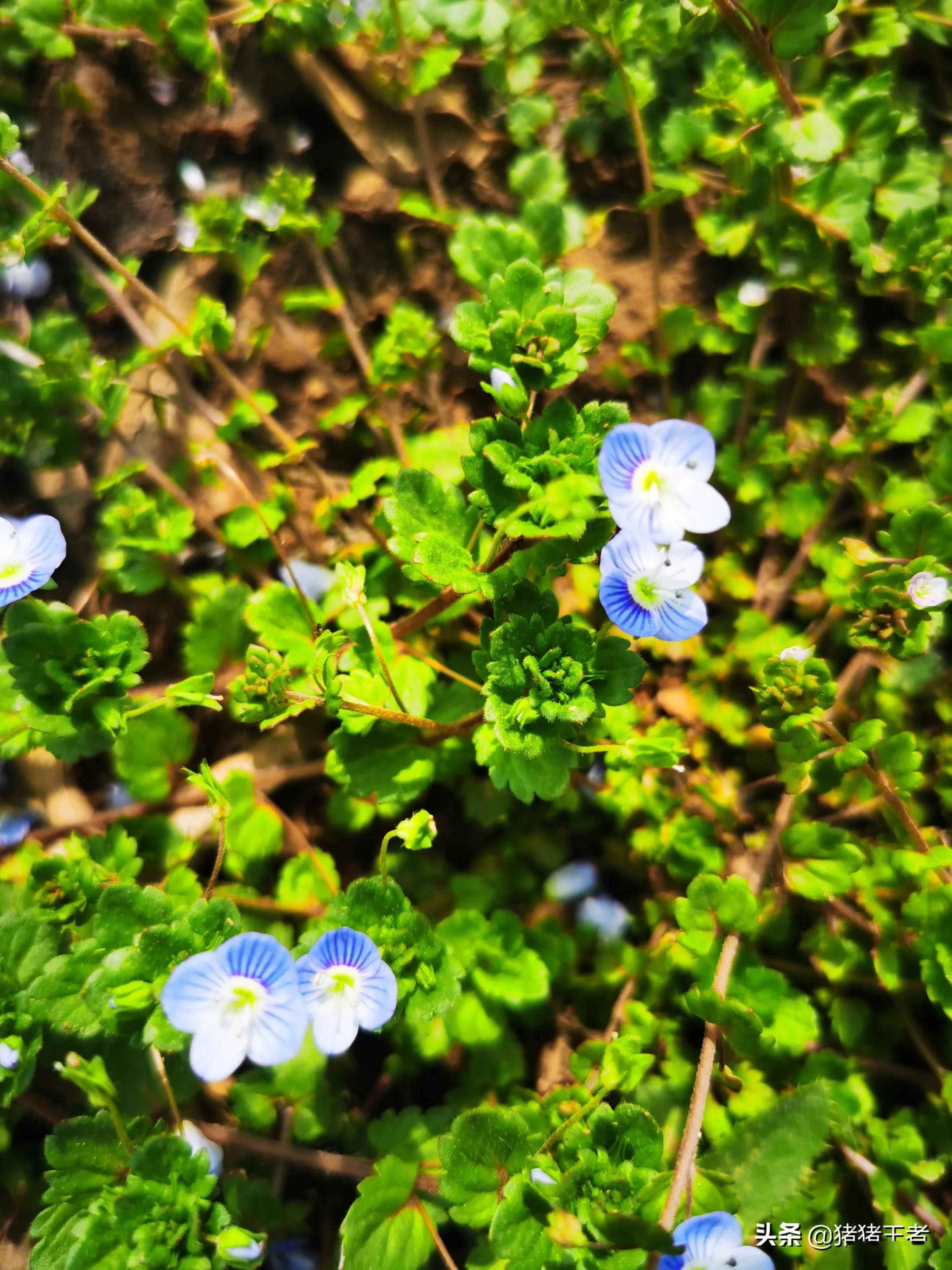 别看我小巧,而且不那么鲜艳,成片铺在地上开的花依然那么美丽