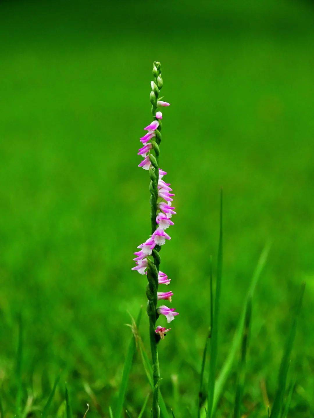 春深似海,我们一起去看花