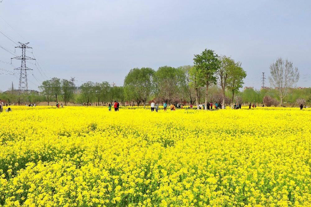 潍坊虞舜公园油菜花图片