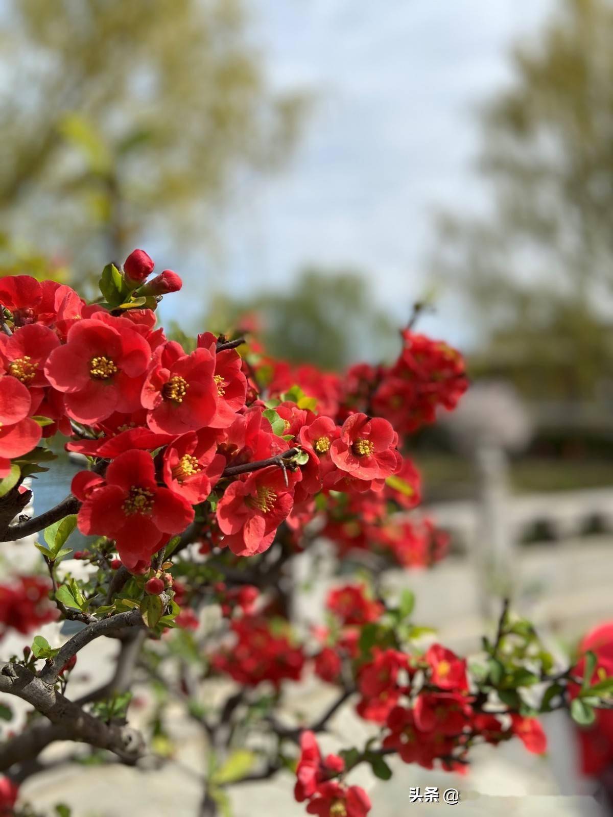 红色海棠花花语图片