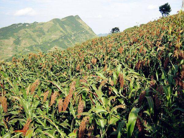 金沙:高粱产业映红乡村振兴路_种植