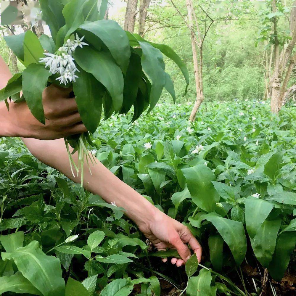 在英国摘野韭菜违法?将被罚1000镑?真相其实是这样