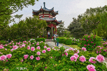 9元抢原价40元洛阳龙门东山高山牡丹园门票!_龙路