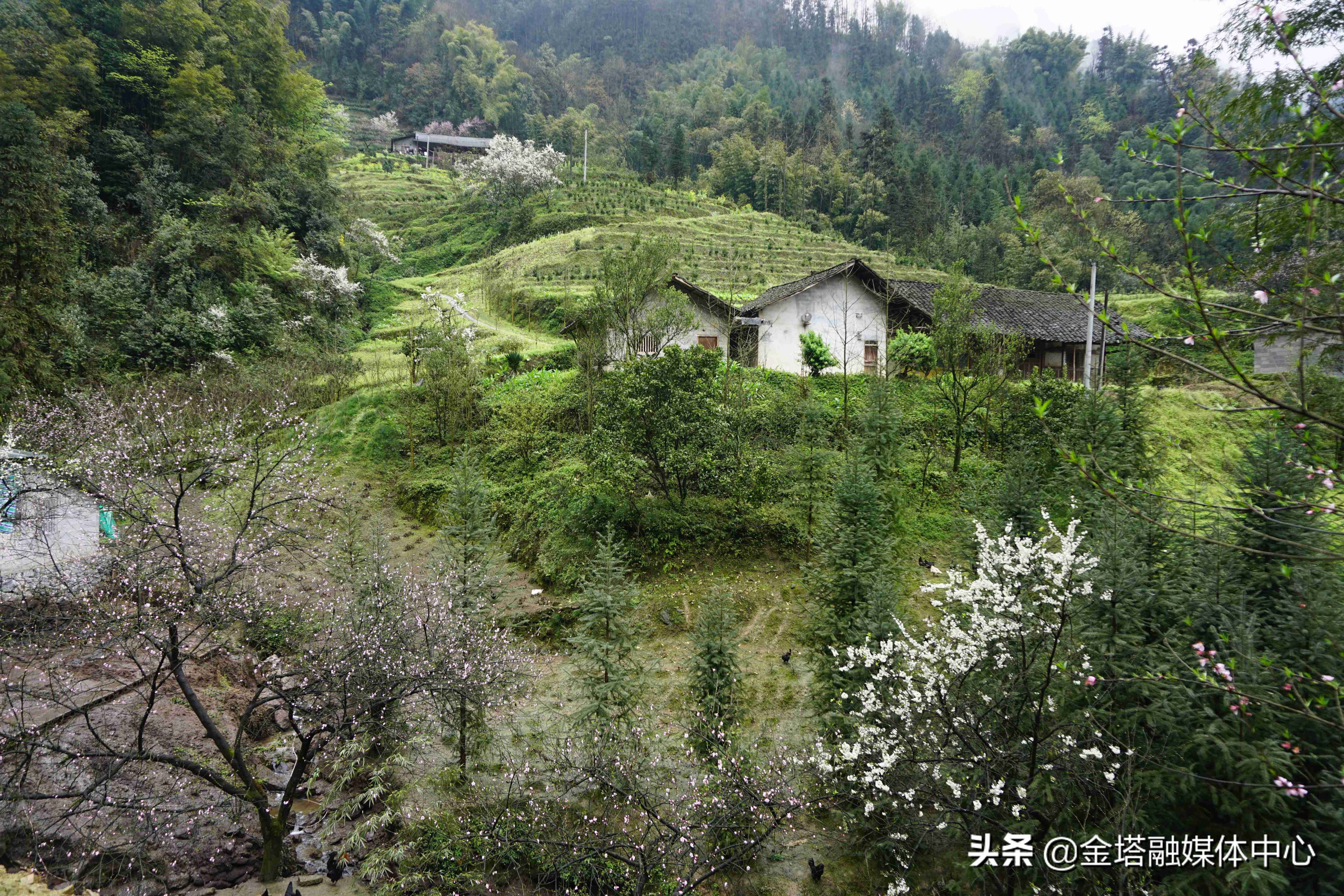 近日,在绵绵的春雨过后,位于四川省宜宾市筠连县的团林苗族乡,云雾