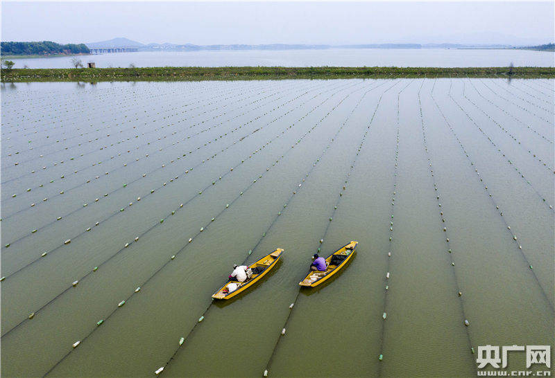 4月6日,在江西九江市都昌县新妙湖畔珍珠养殖基地,蚌农在投放珍珠蚌.