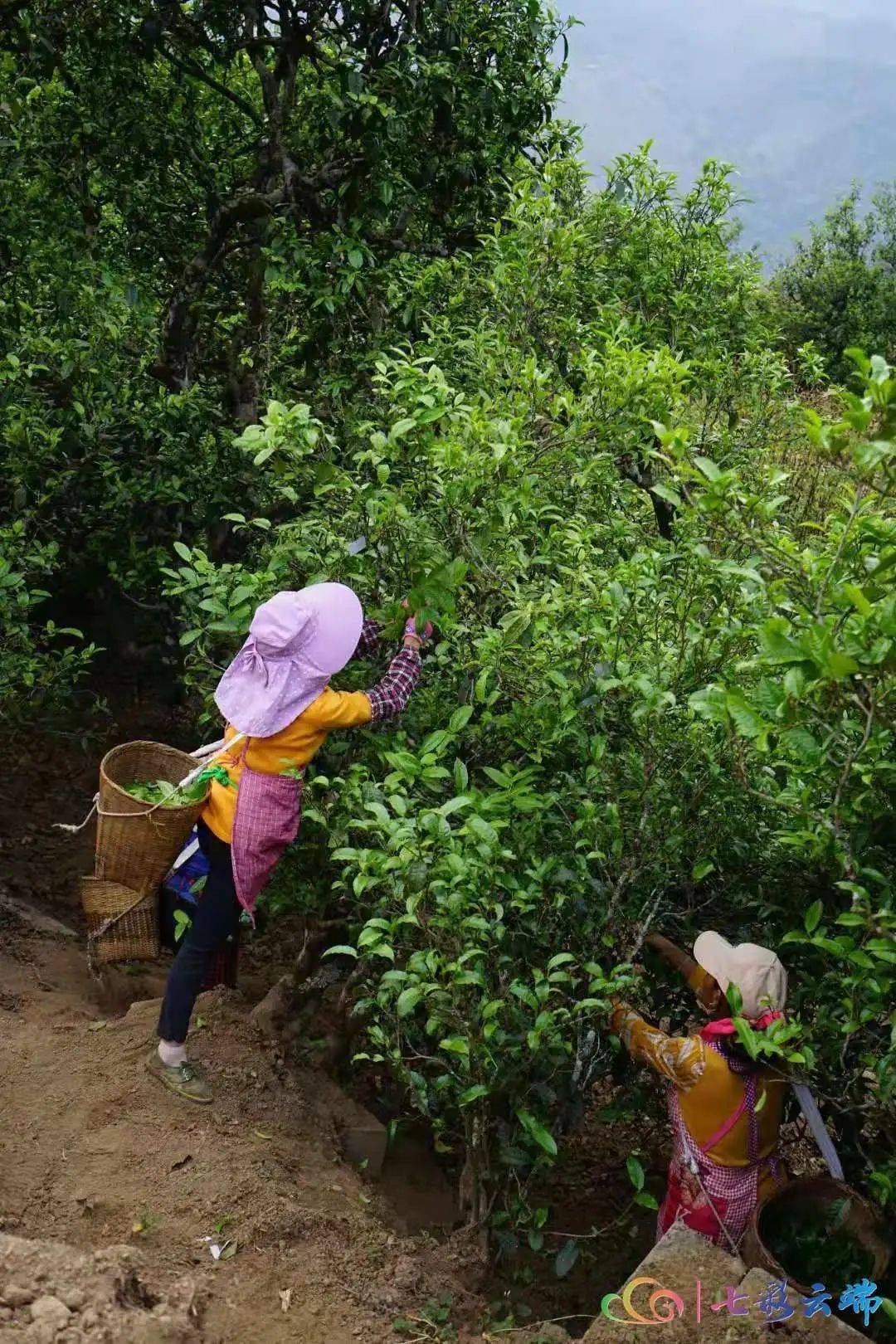 直播预告丨4月8日10:00 冰岛老寨茶王树保护开采!