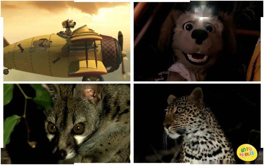 真是祸不单行闪电又让草原燃起了大火以及可怕的掠食者——花豹小福