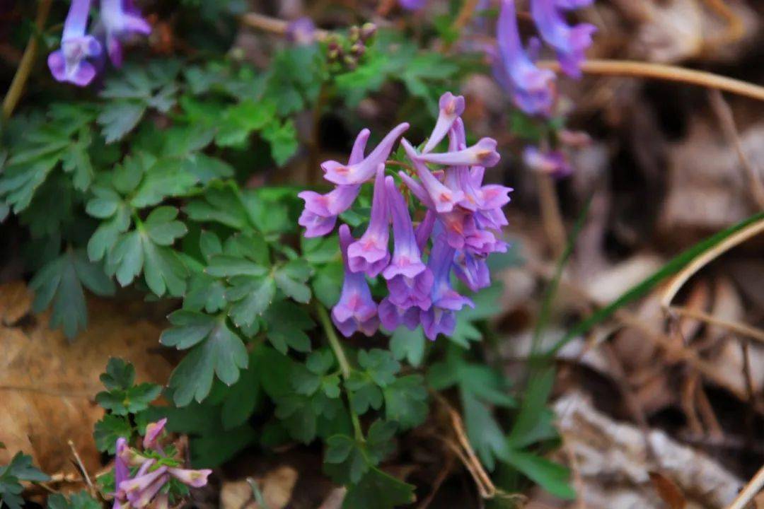 北京延胡索西山堇菜與北京堇菜非常象,前者色發白,後者稍淡紫色.