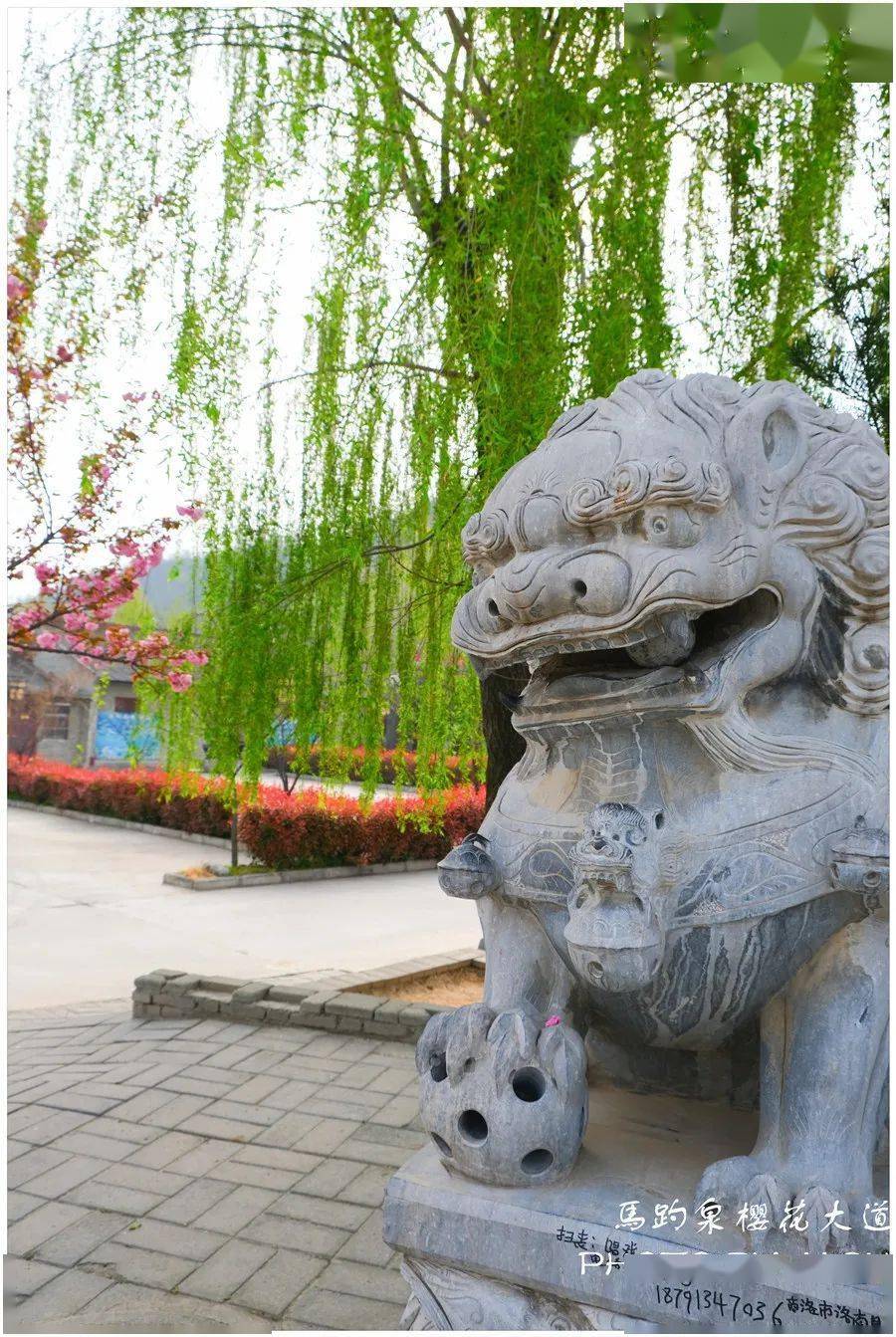 浪漫樱花——马趵泉最美樱花大道