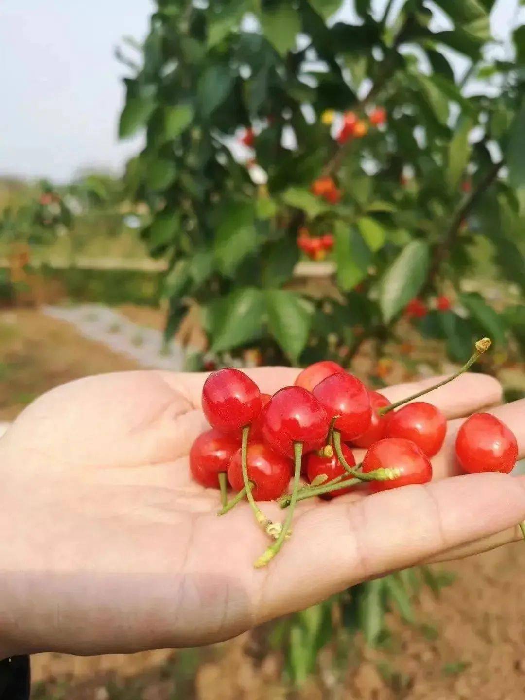 双流第一波"恩桃er"红了!约吗?_樱桃