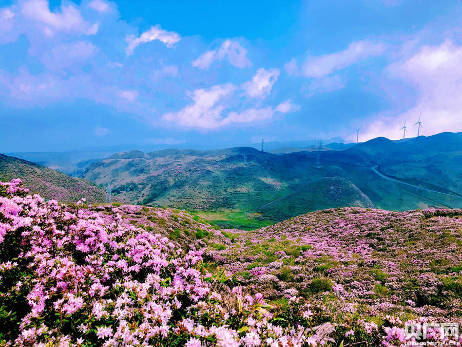 这里的杜鹃花也很美！贵州乌蒙大草原迎来最佳观赏期