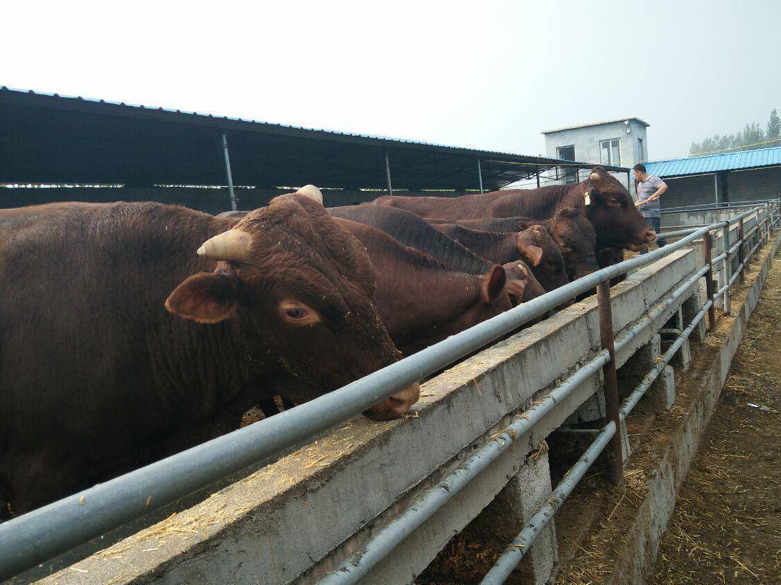 [暑期社会实践]赴江西裕丰农牧有限公司实践小队：走近肉牛养殖企业（图文）
