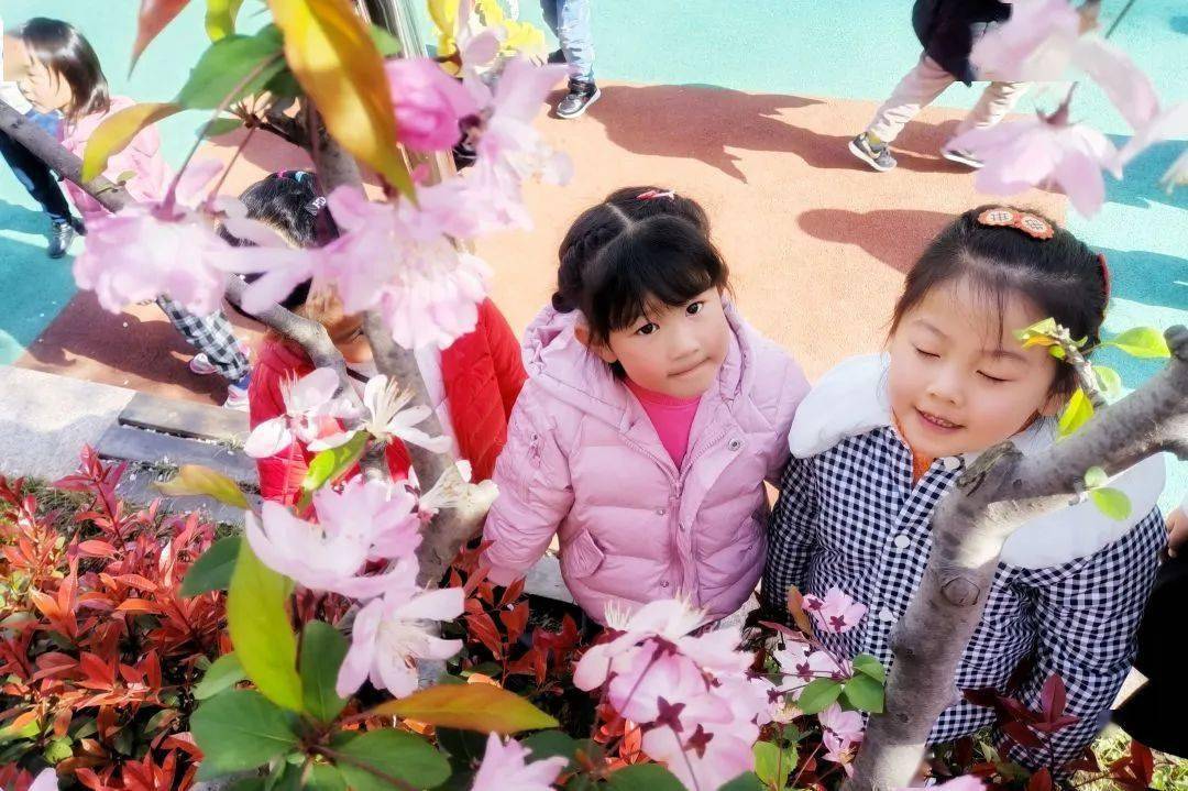 春意渐浓,南京的"校花"开得正艳……_实验幼儿园