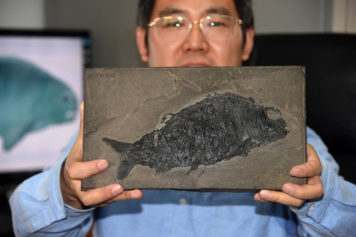化石|中国科学家展示介绍最新发现2.44亿年前“盘州暴鱼”化石