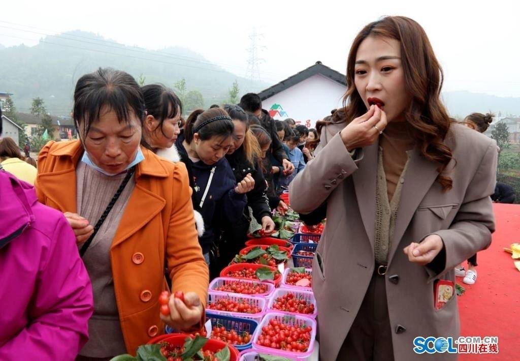 眉山仁寿举办樱桃果王大赛 诱人黑珍珠获得樱桃果王