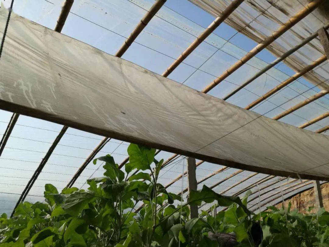 大棚放风这个误区要避免,否则损失太大了!