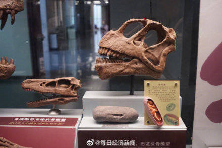特征|科学家发现甲龙或会挖土