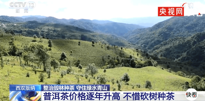 西双版纳现大规模毁林种茶 