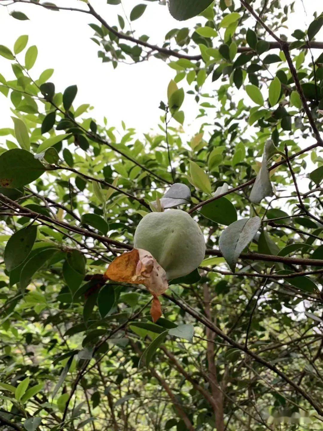 6,脆甜可口的刺苔■ ■ ■在山上走了一趟满载而归把儿时的美味零食都