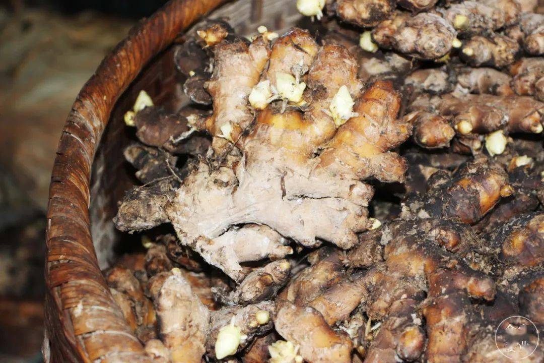 送至姜阁,架起,下用芭茅草火,连熏三天三夜,降低种姜水份至适中