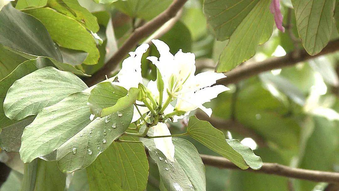 筠連城濱河道羊蹄甲花開正豔_筠連縣