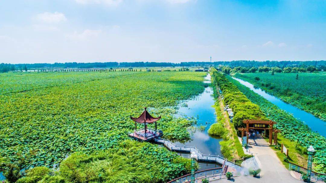 金湖荷花节,您来支招,我来发奖!"金点子"征集中