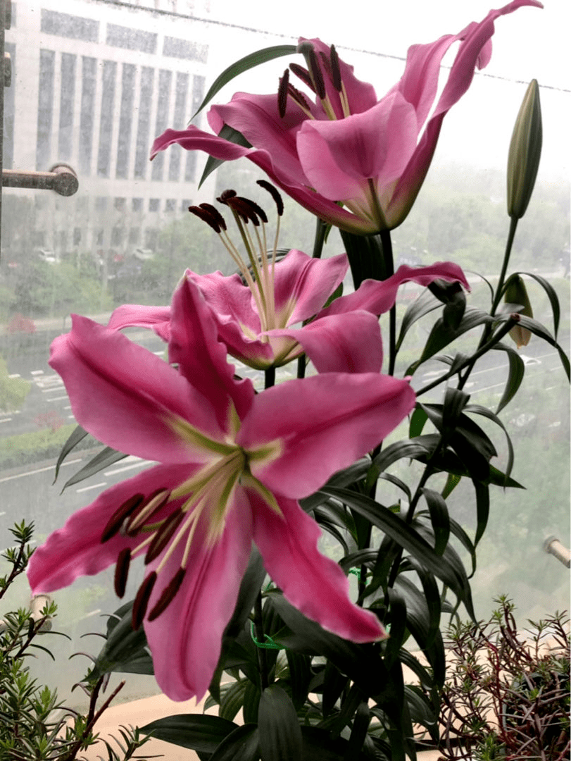 cc52c8c8ae8346bb9e9daa1e492cffd8.png