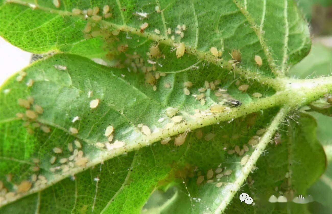 蚜虫分泌蜜露图片