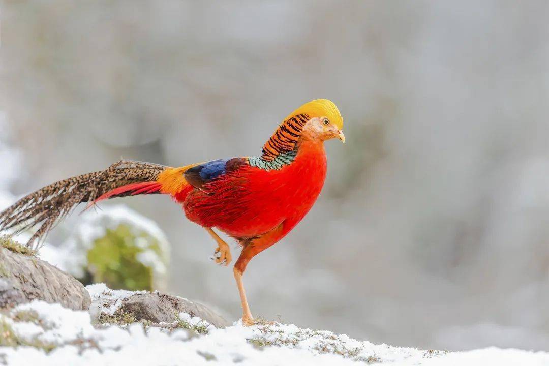 重庆现有国家重点保护鸟类108种