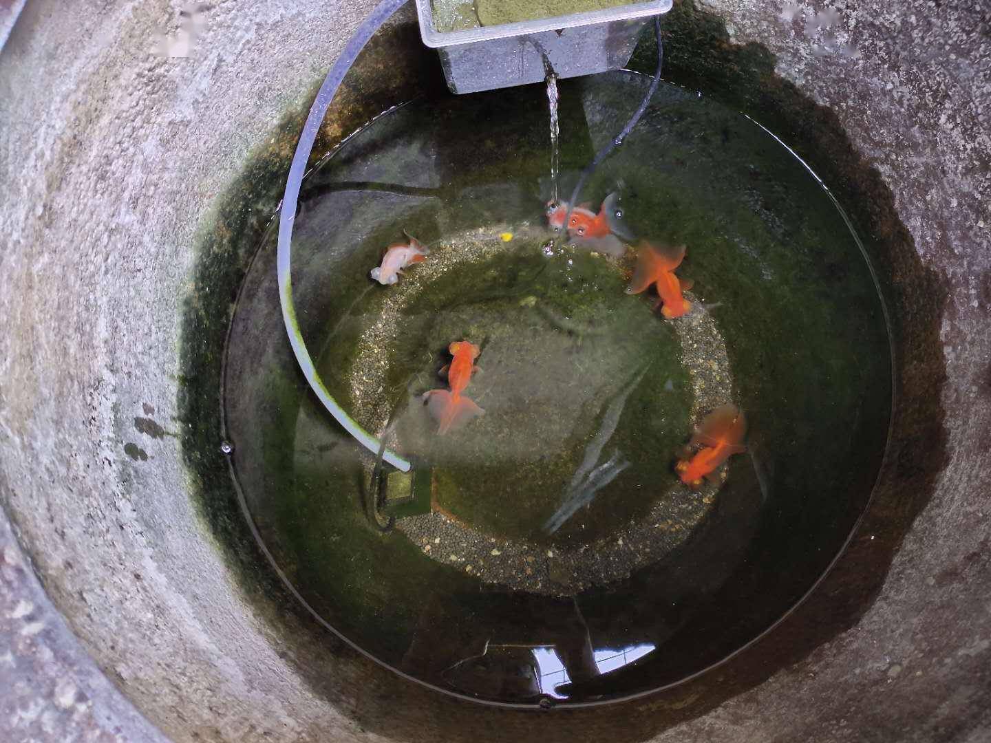 使用木海養魚古法養魚需要注意哪些問題如何觀察和換水