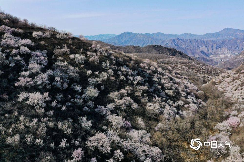 群山披花衣 航拍北京门头沟壮美花海