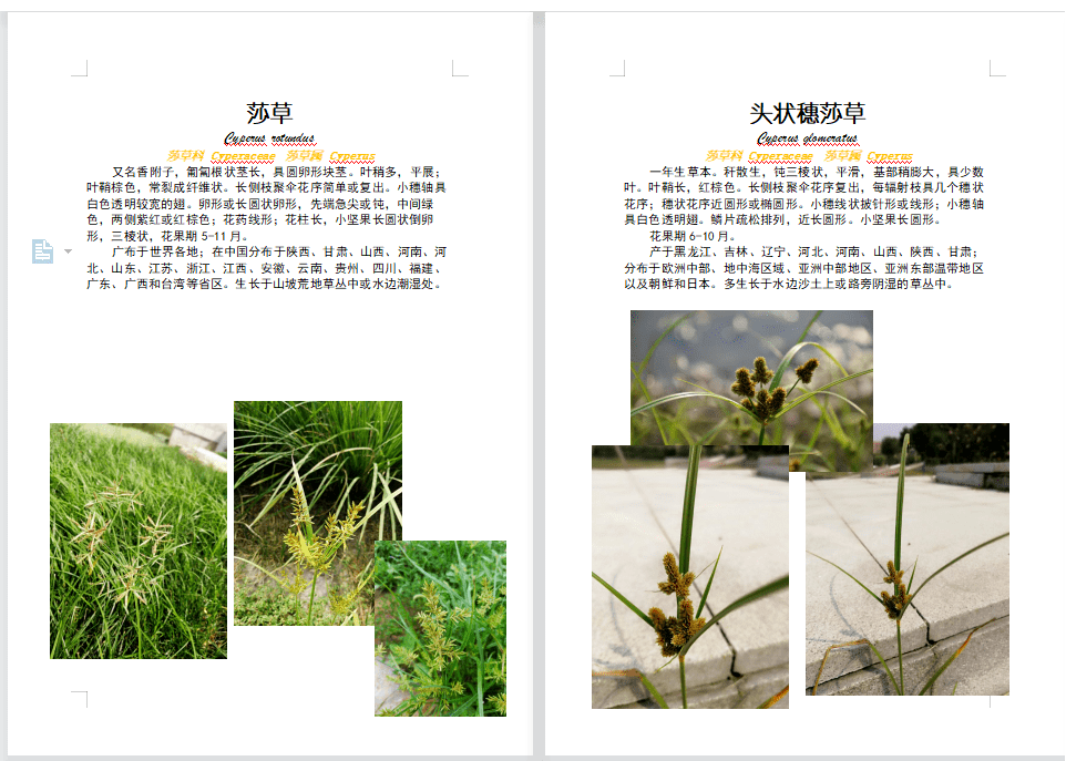 热爱大自然的天大学子们!打造天大专属植物图鉴