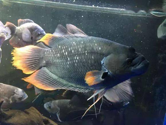 晒图多种战船鱼混养红尾紫红七间爱索顿全黑