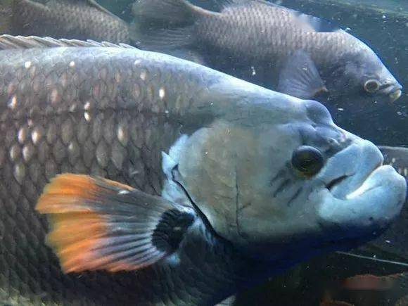 晒图多种战船鱼混养红尾紫红七间爱索顿全黑